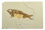Fossil Fish (Knightia) - Green River Formation #240439-1